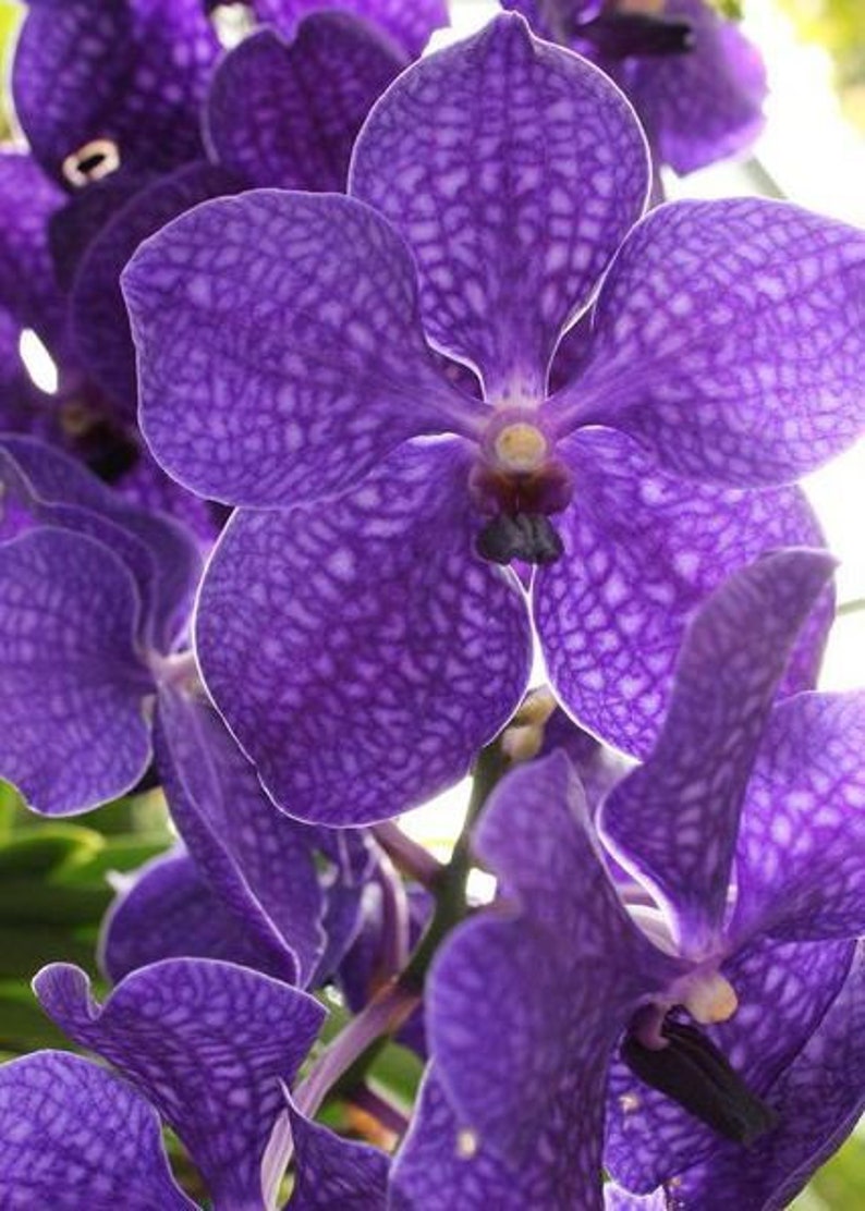 Strap Leaf Vanda Orchid Hawaiian Starter Plant image 1
