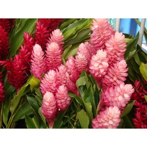 1 Pk Pink Hawaiian Ginger Alpinia Purpurata Ginger Root 2 Roots per pack image 3