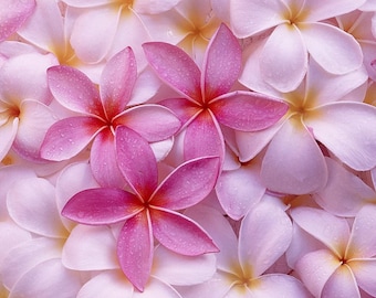 Hawaiian Pink Exotic Plumeria Frangipani Plant Cuttings