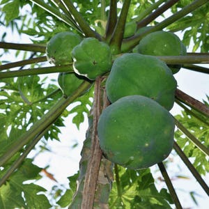 May include: A papaya tree with several green papayas growing on it. The papayas are round and have a smooth, green skin.