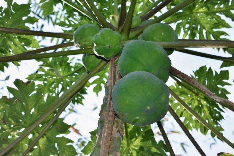 May include: A papaya tree with several green papayas growing on it. The papayas are round and have a smooth, green skin.