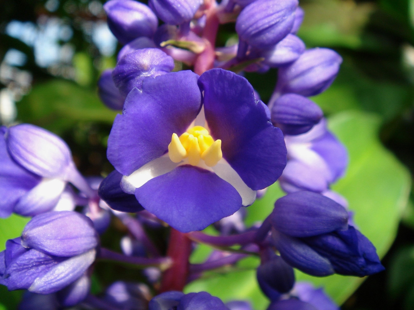 Blue ginger. Blue ginger. Атоми хербал кондиционер. Дихоризандра королевская традесканция. Blue ginger.