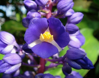 thumbnail image 2 of Dichorisandra Species, Blue Ginger Dichorisandra Thyrsiflora 2 of 13