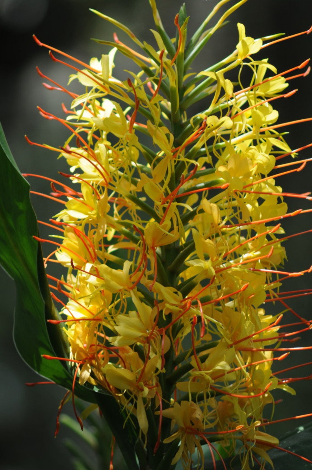 3-Pack, Hibiscus Cuttings from Hawaii — Best Hawaiian Plants from Kanoa  Hawaii