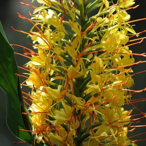 May include: A close-up of a yellow ginger flower with long, thin petals and red stems. The flower is in bloom and has a delicate, feathery appearance.