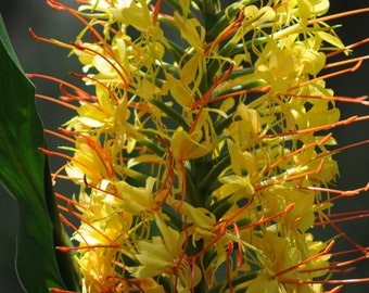 Regal Kahili Yellow Ginger Hedychium Gardnerianum Roots