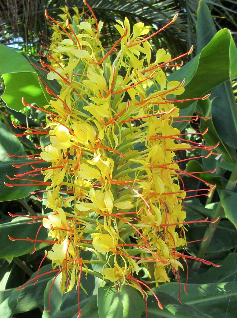 Ginger Hedychium Gardnerianum Regal Kahili Hawaiian Plant Etsy