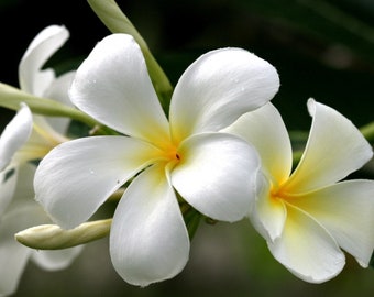 Hawaiian Live 10" Tropical White Plumeria Frangipani Plant Cutting- Fragrant Lei Flower - Big Island