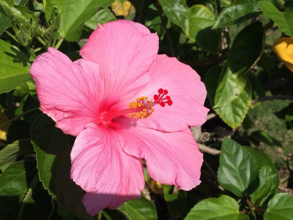Hawaiian Pink♡ EzPanda® Pink Paradise: Men's Hawaiian Shirt
