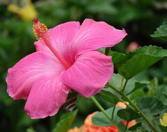 pink hawaii il_340x270.2358779151_k756.jpg