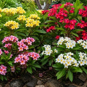 May include: A vibrant garden display featuring clusters of plumeria flowers in shades of bright yellow, deep red, soft pink, and white with yellow centers, all set against lush green foliage and dark stone ground cover.