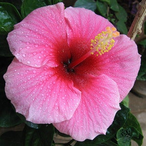 Hawaiian Pink Hibiscus Cutting - 1 Pack