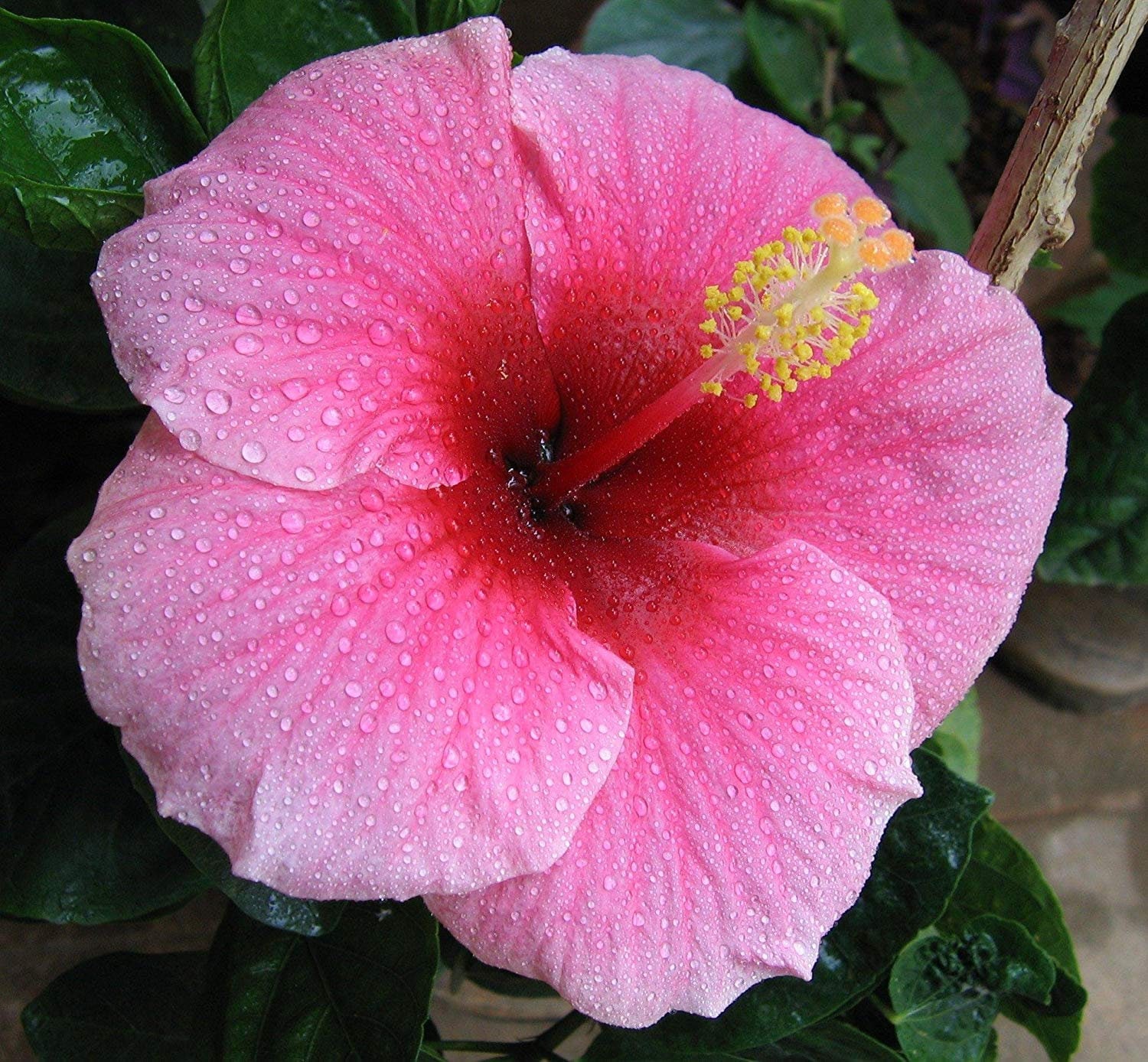 中型ハイビスカス ピンク花 Hawaiian Pink Hibiscus Cutting - 1 Pack - Etsy 日本