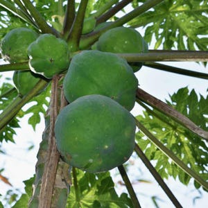 May include: A papaya tree with green papaya fruit growing on the branches. The papaya fruit is round and has a smooth, green skin.