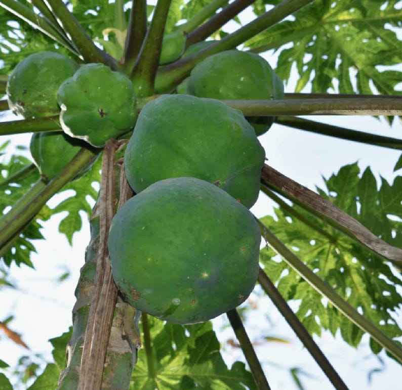 May include: A papaya tree with green papaya fruit growing on the branches. The papaya fruit is round and has a smooth, green skin.