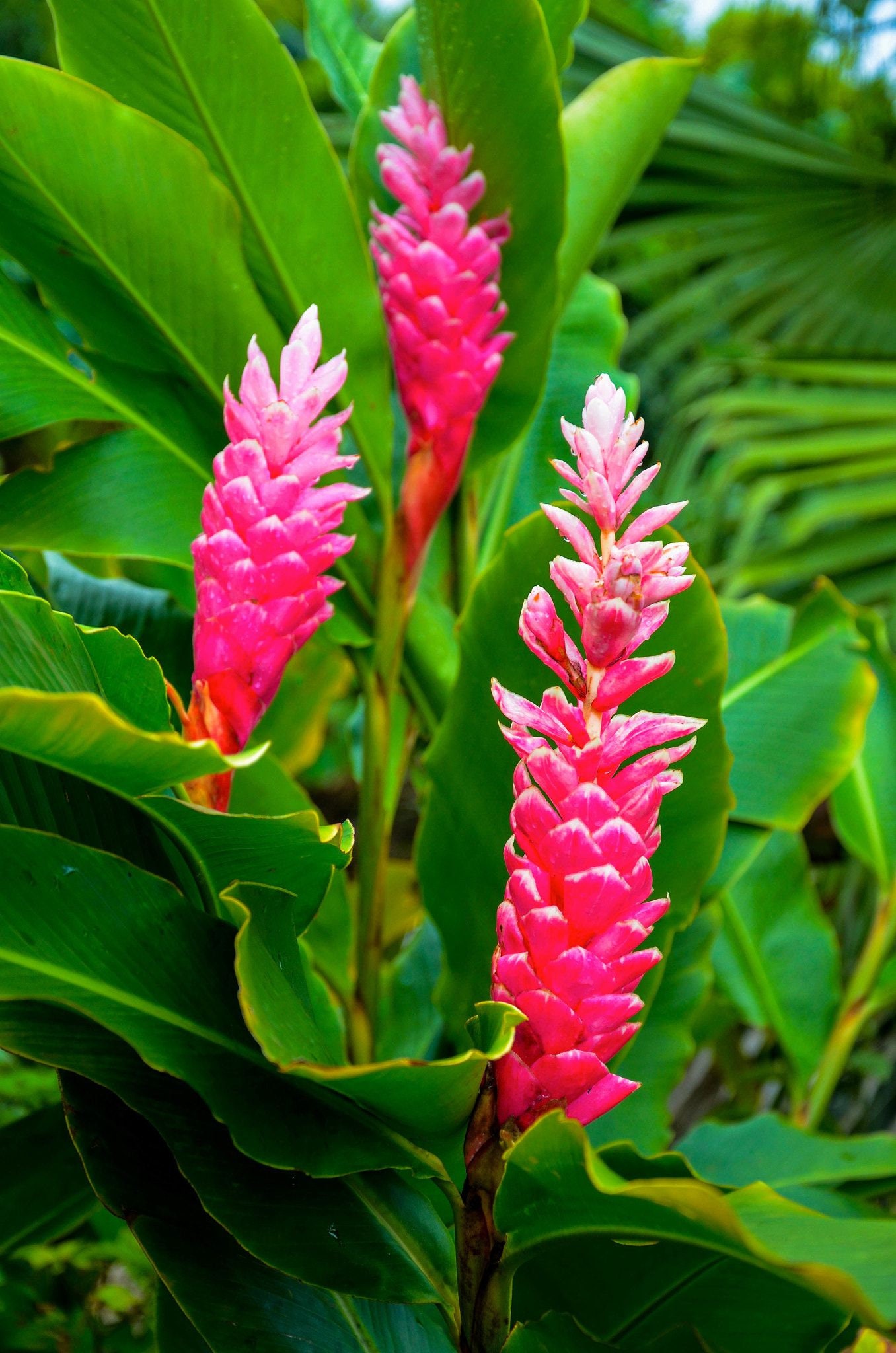1 Hawaiian Pink Ginger Alpinia Purpurata Starter Plant Etsy