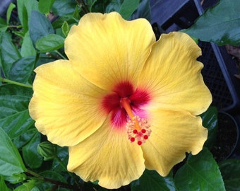 Hawaiian Yellow Hibiscus Cutting - 1 Pack