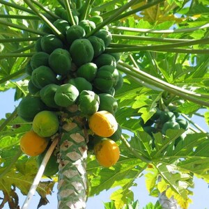 May include: A papaya tree with green and yellow fruit growing on it. The tree is tall and has many branches. The fruit is ripe and ready to be picked.