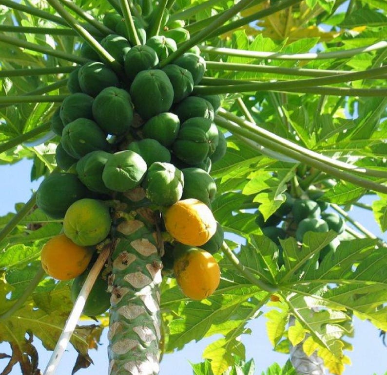 May include: A papaya tree with green and yellow fruit growing on it. The tree is tall and has many branches. The fruit is ripe and ready to be picked.