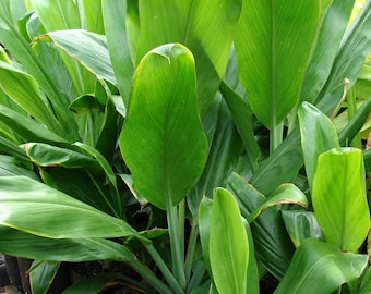 Hawaiian Tropical Ti Plant Cordyline Fruticosa Green Ti Leaf Starter Plant  4 - 8 Inches Tall in 2.5 Pot