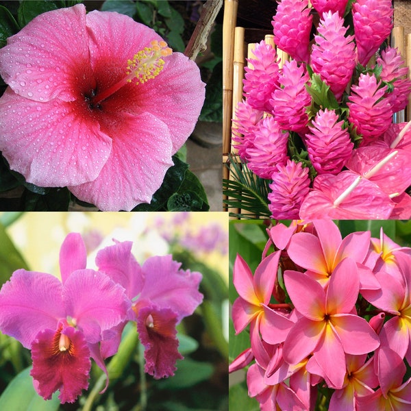 Pink Hawaiian Tropical Mix 4 Pk: Cattleya Orchid Plant, Plumeria Cutting, Ginger Root , Hibiscus Cutting