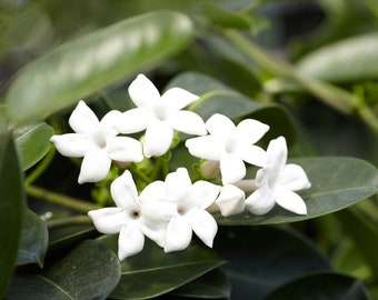 Stephanotis Floribunda Madagascar Jasmine  Starter Plant 4 - 6 Inches tall in 2.5 Inch container – No Bloom