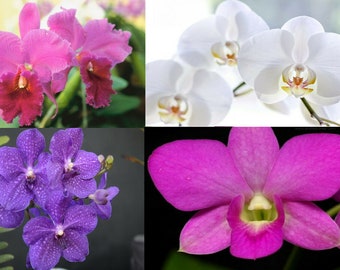 4PK Hawaiian Orchids Phalaenopsis, Dembrodium, Cattleya, Strap leaf Starter Plants