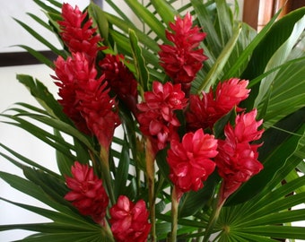 Hawaiian Live Tropical Red Alpinia Purpurata Ginger Starter Plant