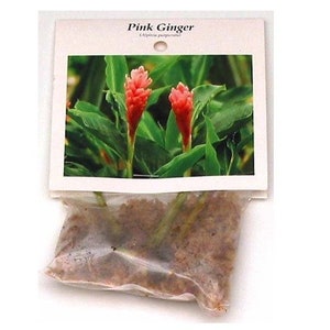 1 Pk Pink Hawaiian Ginger Alpinia Purpurata Ginger Root 2 Roots per pack image 8