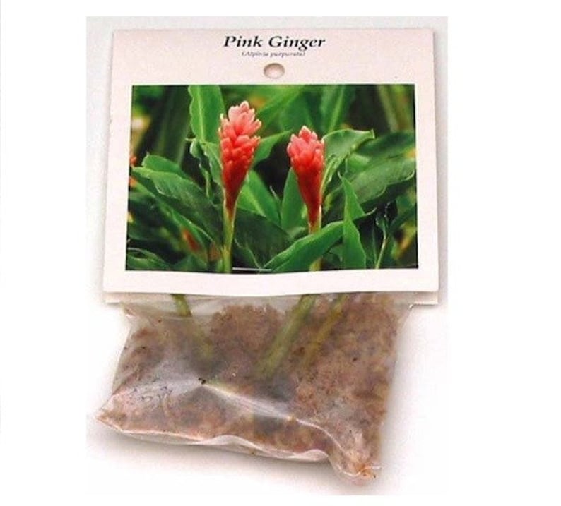 1 Pk Pink Hawaiian Ginger Alpinia Purpurata Ginger Root 2 Roots per pack image 8