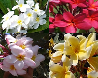4PK Hawaiian Plumeria Frangipani Plant Cuttings. Red, Yellow, White, Pink Each Cutting  9 - 12 IN. Long Unrooted