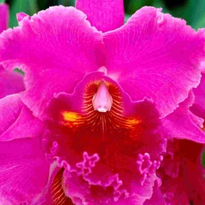 Hawaiian Pink Hibiscus Cutting - 1 Pack - Etsy 日本