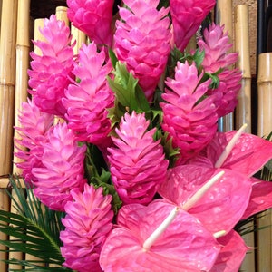 1 Pk Pink Hawaiian Ginger Alpinia Purpurata Ginger Root 2 Roots per pack image 6