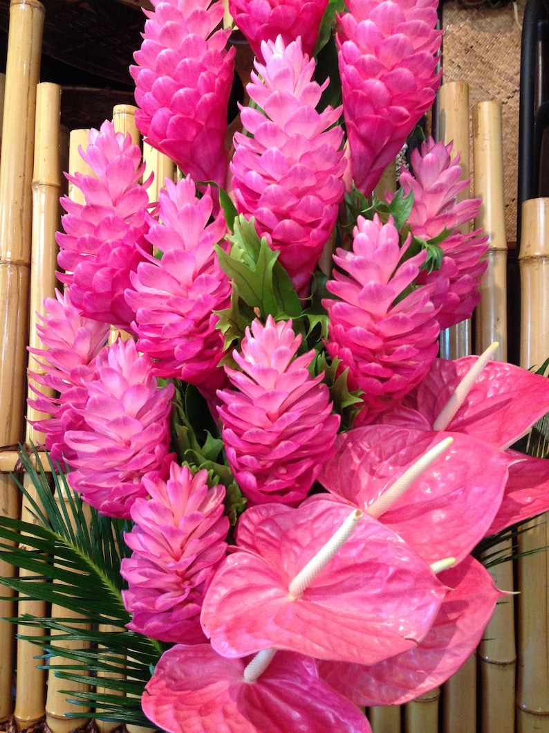 1 Pk Pink Hawaiian Ginger Alpinia Purpurata Ginger Root 2 Roots per pack image 6