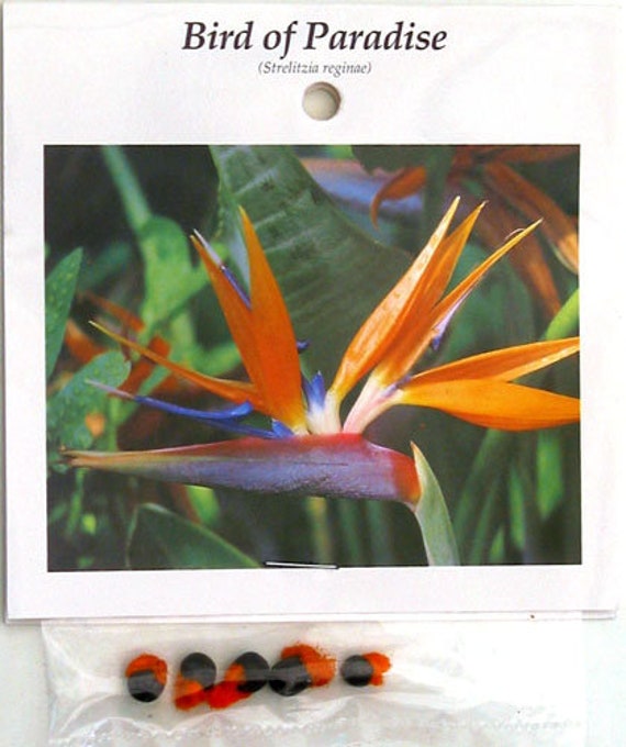 Hawaiian Bird of Paradise Strelitzia Plant Seeds 1 Pack - Etsy