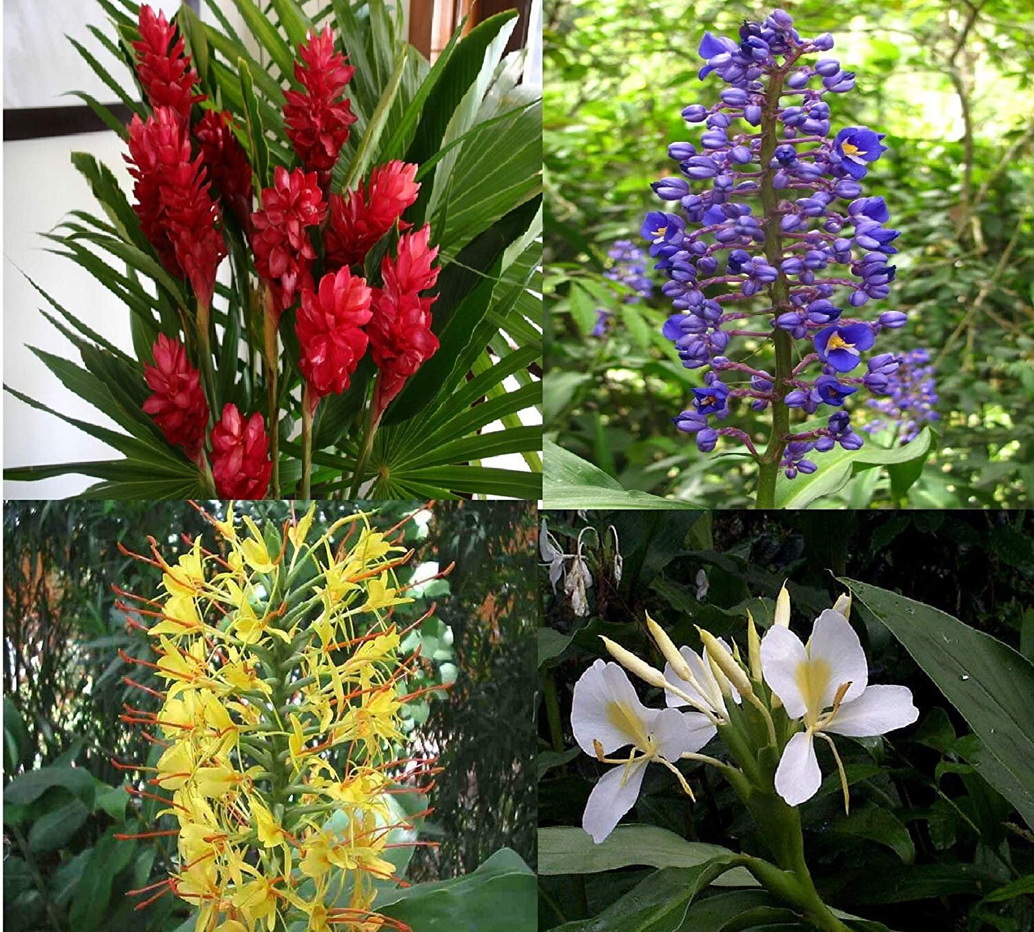 Hawaiian Tropical Ginger Plant Roots Red Blue White Etsy