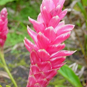 1 Pk Pink Hawaiian Ginger Alpinia Purpurata Ginger Root 2 Roots per pack image 5