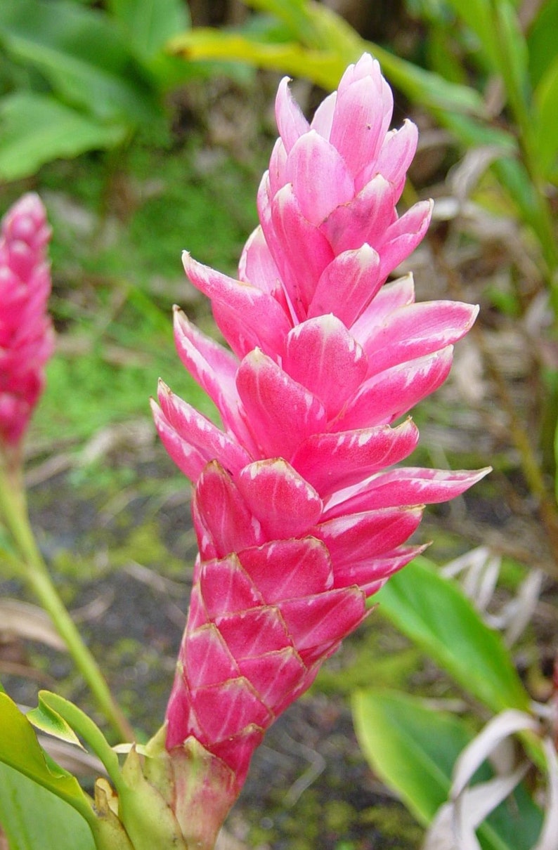 1 Pk Pink Hawaiian Ginger Alpinia Purpurata Ginger Root 2 Roots per pack image 5