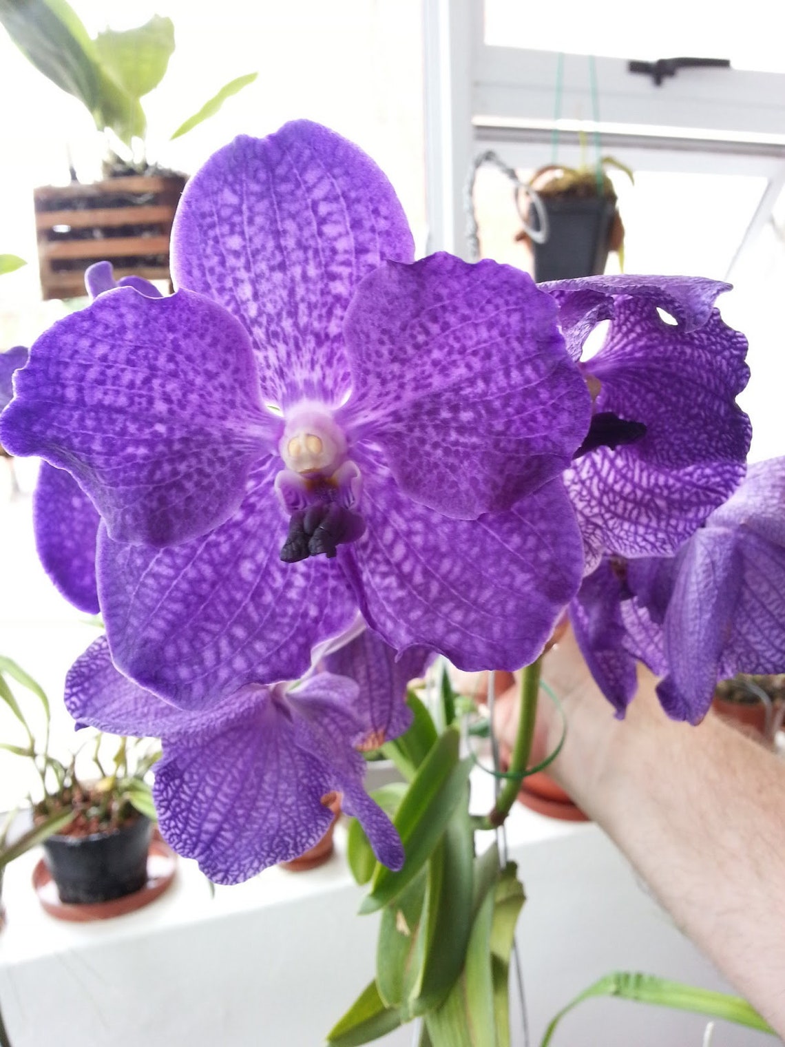 Strap Leaf Vanda Orchid Hawaiian Starter Plant Etsy