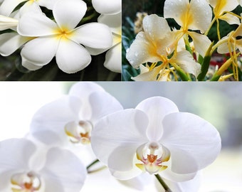 3 Pk White Hawaiian Tropicals - Plumeria, Ginger and Phalaenopsis Orchid Starters