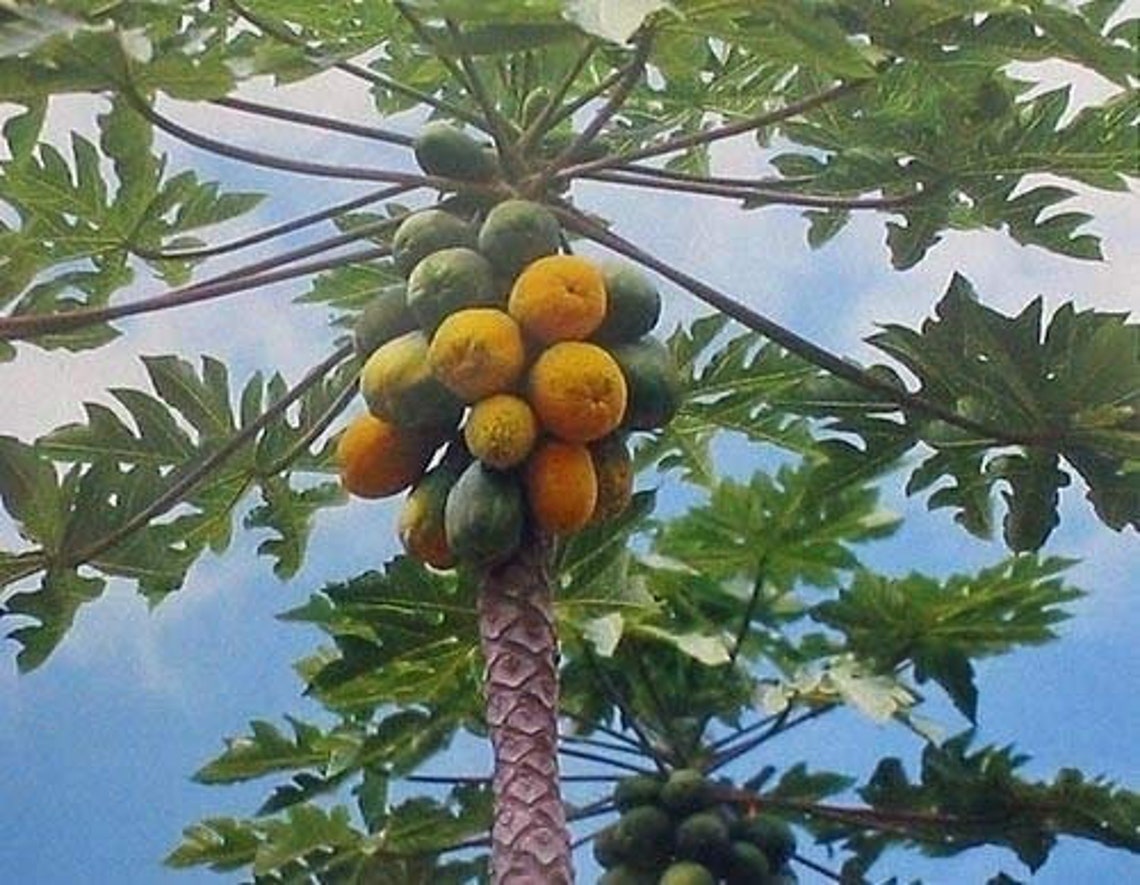 Hawaiian Exotic Papaya Fruit Seeds 1 Pack Etsy