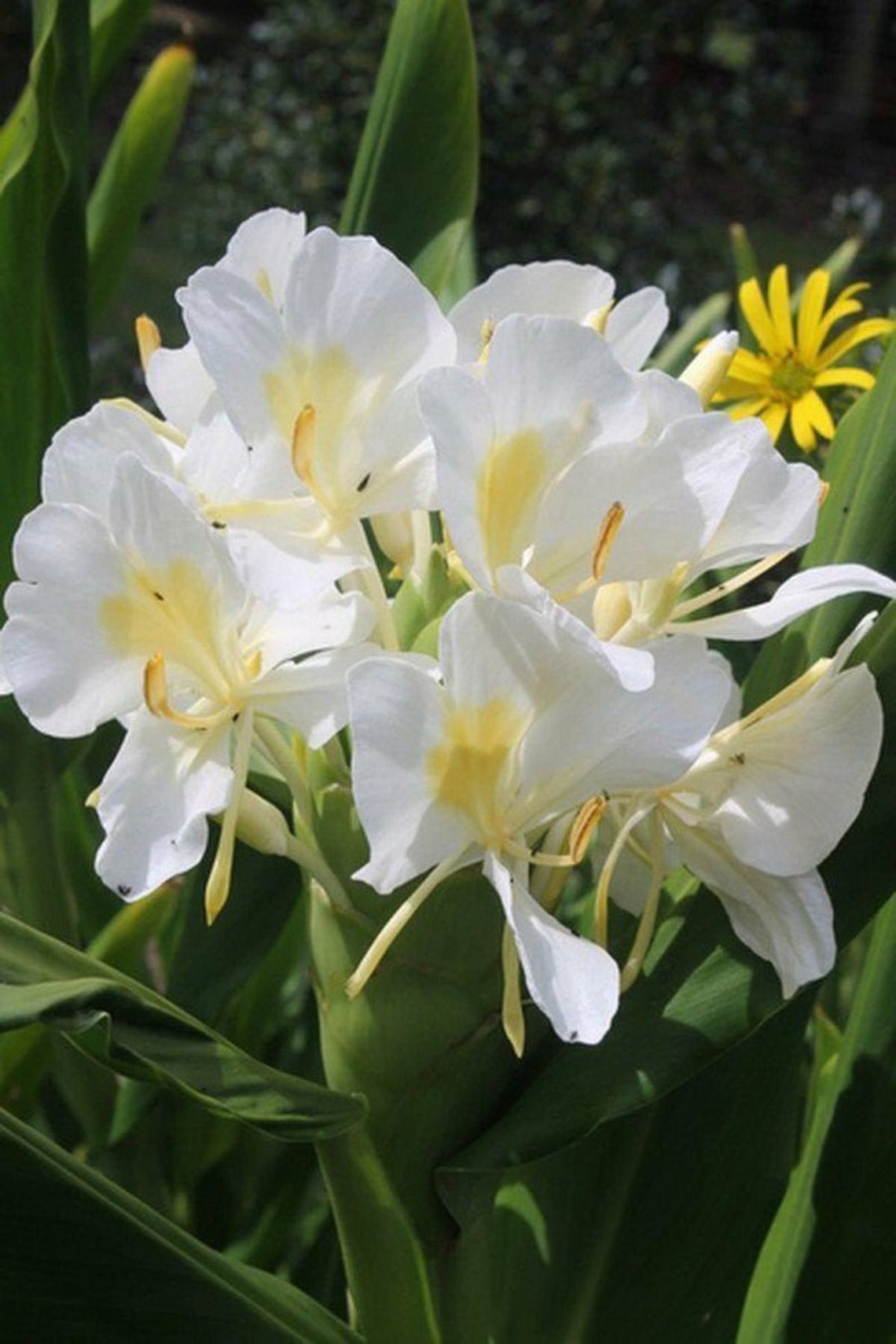 Hawaiian White Ginger Hedychium Coronarium Plant Rhizome Roots Etsy