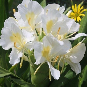 May include: A cluster of white ginger lily flowers with yellow centers bloom against a backdrop of green foliage.