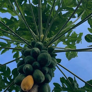 May include: A papaya tree with green leaves and a cluster of ripe yellow and green papayas hanging from the branches.