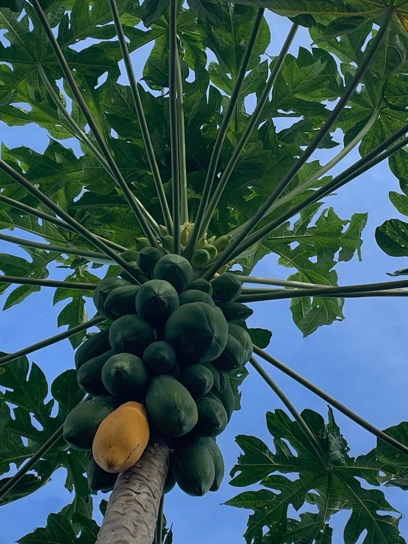 May include: A papaya tree with green leaves and a cluster of ripe yellow and green papayas hanging from the branches.