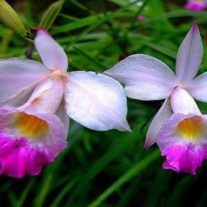 May include: Two pink and white orchids with yellow centers bloom against a backdrop of green foliage.