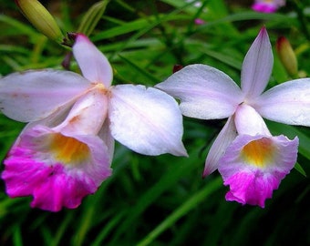 Live Hawaiian Bamboo Orchid Plant – Big Island Grown, 2 Root Bulbs