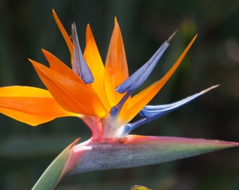 Hawaiian Bird of Paradise Strelitzia Plant Seeds 1 Pack - Etsy
