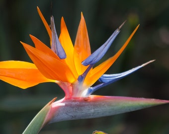 Hawaiian Bird of Paradise Strelitzia Plant Seeds 1 Pack