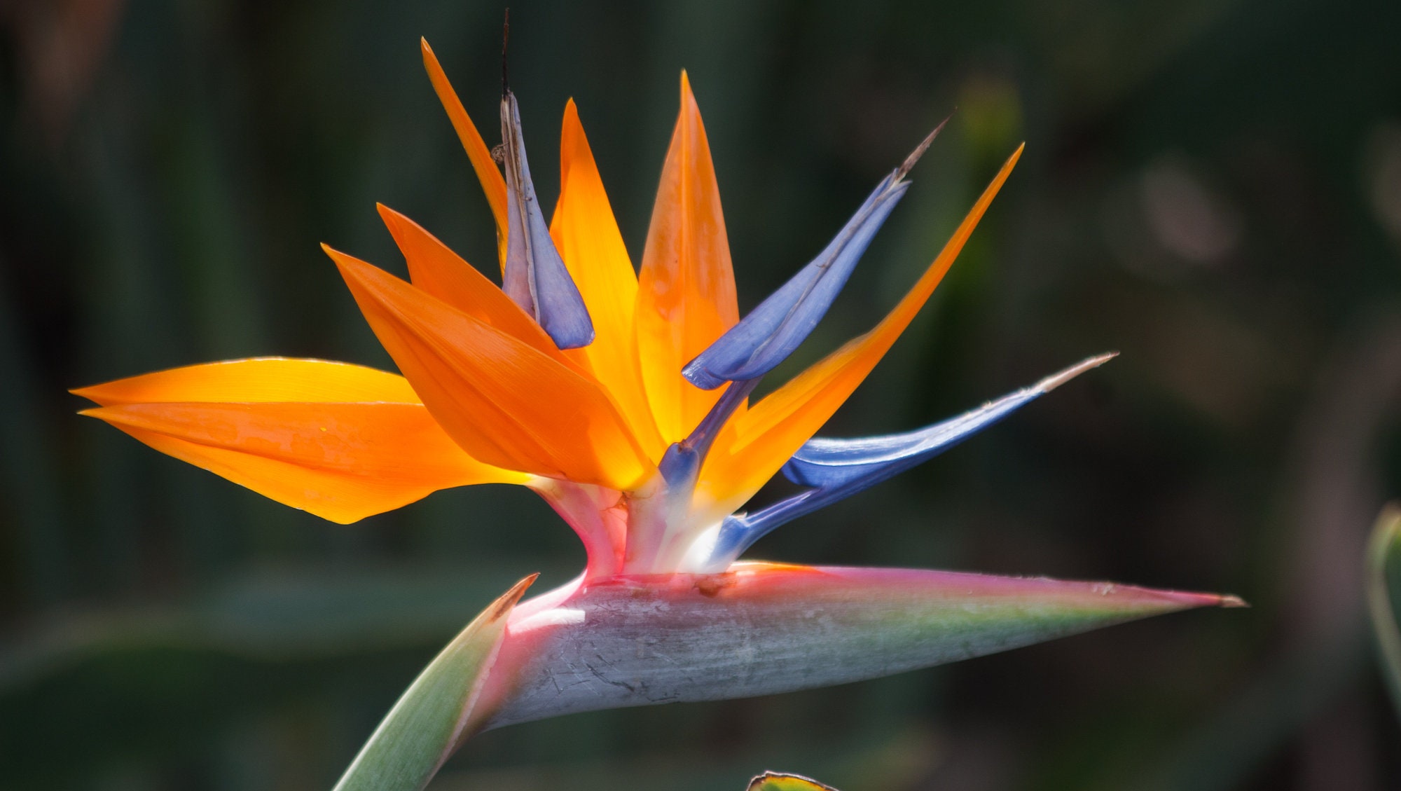 トップス KEONI OF HAWAII BIRD OF PARADISE Amazon.com: Hawaii Bird of Paradise Strelitzia Starter Plant